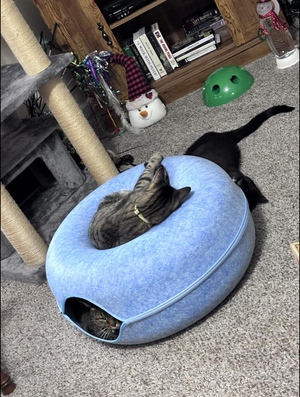 tesh kosowan review image